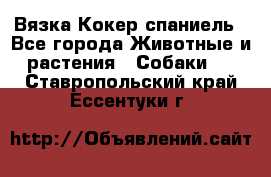 Вязка Кокер спаниель - Все города Животные и растения » Собаки   . Ставропольский край,Ессентуки г.